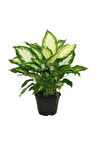 Dieffenbachia Camilia Bitkisi 40 Cm Ev Bitkisi Ofis Bitkisi Salon Bitkisi