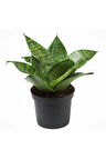 Bodur Paşa Kılıcı Hava Temizleyici Sansevieria Zeylanica Mini Boy