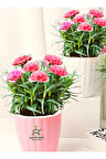 Dekoratif Kokulu Salon Ofis Çiçeği Pink Dianthus 1 Adet Saksılı 15-25cm