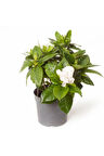 Gardenya Tomurcuk Çiçekli Gardenia Jasminoides 15 Cm