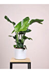 Strelitzia Starliçe 50-70 cm Boyunda Tek Gövdeli Salon Bitkisi İç Mekan Bitkisi