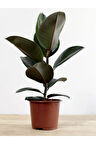 Kauçuk Bitkisi Yeni Açmış Yapraklı Gerçek Canlılık 20-45cm Ficus Elastica