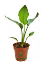 Starliçe Cennet Kuşu Çiçeği 1 ADET Saksılı Mini Boy 15-30cm Strelitzia