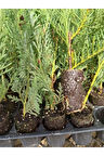 Leylandi Fidanı (10 25 CM)40 Adet Viyolde Min Boy Cupressus Leylandii