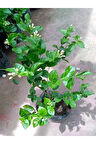 Mis Kokulu Sarmaşık Ful Yasemin Çiçeği 30-60cm(Jasminum grandiflorum)