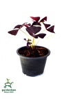Süs Yoncası Uyku Çiçeği 15-25Cm Oxalis triangularis
