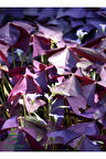 Mor Yonca Çiçeği Süs Yoncası 1 ADET 15-25Cm (Oxalis triangularis)