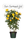 Saksılı Sarı Renk Sarmaşık Gül Fidanı Bahçe Gülü 50-70Cm(Yellow Rose)
