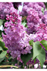 Kokulu Leylak Çiçeği Fidanı 1 Adet Saksılı 30-60cm Bahçe Çiçeği (Syringa)