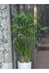 Salon Dekor Bitkisi Japon Şemsiyesi 1 Adet Saksılı 50-60cm (Cyperus Alternifolius)