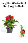 Kadınlar Gününe Özel Kırmızı Renk Kalanşo Çiçeği Buz Çiçeği