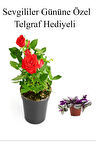 Kadınlar Gününe Özel Hediyelik Kırmızı Renk Gül Fidanı Telgraf Hediyeli