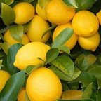 Tüplü Yediveren İri Meyveli Euroka Limon Fidanı