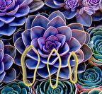 Succulent Çiçek Yapım Seti 3'lü