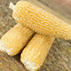 Ata Tohumları Geleneksel Burro Mountain Bebek Mısırı Tohumu(10 tohum)