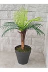 Tek Gövde Lüks Palmiye Sıkas Ağacı Kabuklu 80 Cm