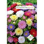 SARAY PATI (KASIM PATI) ÇİÇEĞİ TOHUMU 50 ADET