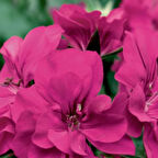 Sarkan Grandeur İvy Magenta Sakız Sardunya Fidesi (1 adet)