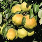 10 Yaş Aşılı Deveci Armut Fidanı