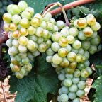 5 Adet 2 Yaş Narince (Tokat) Sarmalık Üzüm Asma Fidanı Paketi