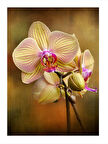 Pembe Orkide Çiçeği Mdf poster