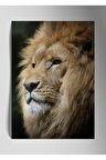 Metal Baskı Parlak Aslan Duvar Tablosu
