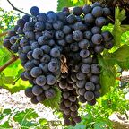 2 Yaş Hamburg Misketi Üzüm Fidanı