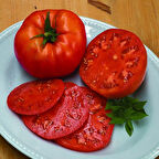 Beef f1  Sırık Kahvaltılık Etli  Domates Tohumu (10 tohum)