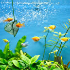 Dodes Akvaryum Balık Kepçesi 7.5 Cm.