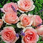 Tüplü  Aşılı Souvenir De Baden Krem Pembesi Kokulu Yediveren Gül Fidanı