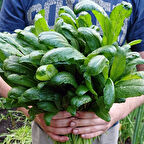 Baharlı Tadı Olan Uzakdoğu Mutfağından Doğal Mibuna Tohumu(50 tohum)