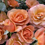 Çift Renk Yediveren Nathaile Kokulu  Gül Tohumu (5 Tohum)