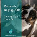 ENCANDER Genel Bagis 250 TL