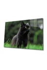 Kedi 2 Cam Tablo