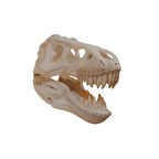 T-Rex Kafası Duvar Dekoru