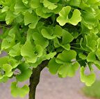 Ginkgo Biloba Fidanı 1 Yaş