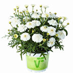 Aramis  Double White  Katmerli Çeşme Papatyası Çiçeği Fidesi (2 Adet Fide)