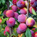 Fidan & Peyzaj - Fortune Erik Fidanı (2 Yaş / Tüplü / Aşılı)