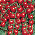 Yüksek Verimli Cluster Kokulu Janissary Çeri F1 Domates Tohumu (10 tohum)