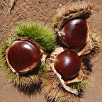 Tüplü Aşılı Soğuklara Dayanıklı Tahta Yüksek Verimli Kestane Fidanı