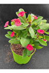 Videolu Kırmızı Milli Dikenler Tacı Çiçeği Fidanı 25-55 Cm Saksılı Iç Mekan Bitkileri Red Euphorbia
