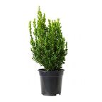 Şimşir Fidesi Fidanı 5 Adet 20-30 Cm Buxus Sempervirens