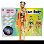 Nessiworld The Human Body İnsan Vücudu 3D Eğitim Seti 3302