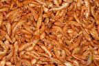 Gammarus (KURUTULMUŞ KARİDES) Balık Ve Kaplumbağa Yemi 25gr