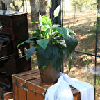 Ladon Dekoratif Süs