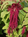Sarkan Horoz İbiği 100 Adet (Mor Kırmızı Renk) Amaranthus caudatus?