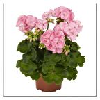 Canlı Saksılı Sardunya Çiçeği Fidanı Pudra Pembe 10-20 Cm