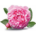 Rosa Damascena Reçellik Gerçek Isparta Gülü Fidanı 10-20 cm