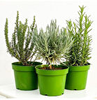 Aromatik Bitki Seti Kekik Nane Itır 3 Lü Set 10-20 Cm
