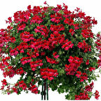 Sardunya Çiçeği Fidanı 10-20 Cm Kırmızı Sakız 